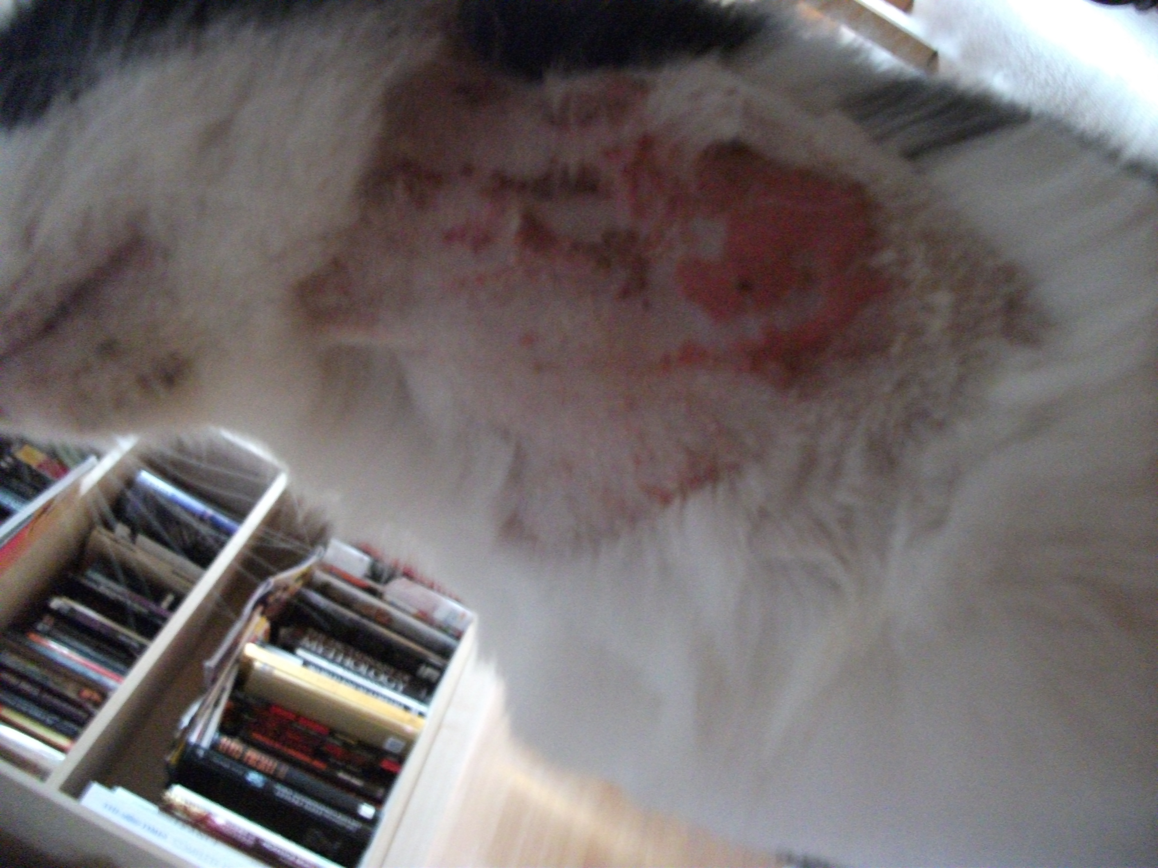 Home Remes For Cat Flea Allergy Dermais - Homemade Ftempo